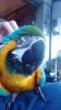 selling my blue and gold macaw