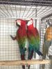 Accessories and Cage Blue and Gold Macaw