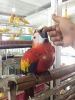 Adorable male and female Scarlet Macaw Parrots