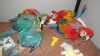 Healthy Blue and Gold Macaw Parrot for Sale
