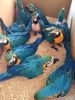 Beautiful pairs of blue and gold Macaw parrots