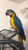 Blue And Gold Macaw Semi Tamed With Cage / contact :(xxx) xxx-xxx0