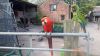 Scarlet And Military Macaw Bonded Pair / contact :(xxx) xxx-xxx0