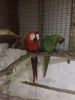 Young Hahns Macaw For Sale / contact :(xxx) xxx-xxx0