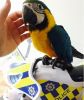 Hyacinth Macaw parrots for Adoption