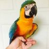 Beautiful and Talking Hahns Macaw