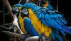 Blue, Yellow Hyacinth Macaw