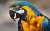 Female Blue and Gold Macaw With Cage