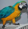 pair blue and gold macaw ready now
