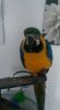 3 Years old macaw parrot