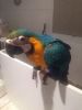 Blue and gold macaw Jan baby. All it wants is cuddles