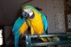 Twolast Birds Available Blue And Gold Macaws For Sale