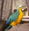 Blue and Gold Macaw Parrots For Sale.