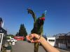 Adorable Military Macaw