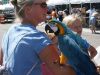 BLUE AND GOLD MACAW PARROT