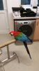 Green Wing Macaw bird