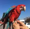 Green Wing Macaw For Sale