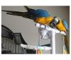 Male and female Blue and gold macaw parrots