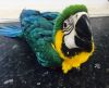 Extremly Cuddley Baby Macaw