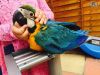 Extremly Cuddley Baby Macaw
