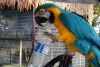 Adorable Macaw For Sale.