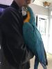 Beautiful Hand Reared Baby Blue N Gold Macaw
