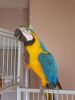 Breeding Pair Of Macaws For Sale **