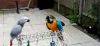 Blue & Gold Macaw Parrots Text (xxx) xxx-xxx6