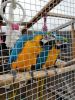 Pair Of Blue/gold Macaws