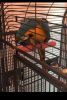 blue and gold Macaw for sale includingn her cage 500$