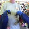 Blue, Gold Macaw Parrots We have here a gorgeous Macaw called Sachmo ,