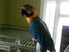 Blue and gold Macaws(male and female)