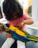 Adorable Macaw Parrot For Adoption