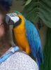 Blue And Gold Macaw (xxx) xxx-xxx7
