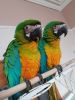 Stunning Hybrid Macaw Babies 2 Baby Available