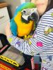 Hand Reared Baby Blue And Gold Macaw With Deivery