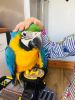 7 months Old Blue And Gold Macaw, Crazy Tame