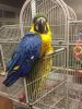 Blue And Gold Macaw 20 Weeks Old Hand Tame Rung