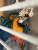 Macaws Blue & Gold