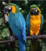 Pair OF Blue And Gold Macaw For Sale