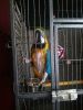 Female Macaw 11 Years Old