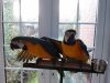 Blue And Gold Macaws, Hand Reared Babies
