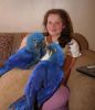African Grey, Hyacinth and Blue & Gold Macaw Parrots for sale