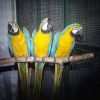 Male and Female Blue and Gold Macaw Parrots for adoption