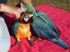 (xxx) xxx-xxx1 pair of blue & gold Macaws For adoption. Hand reared