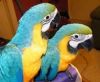 Macaw Parrots and Fertilized Eggs