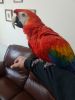 Gorgeous Scarlet Macaw With Cage