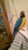 Beautiful Cuddly Tame Military Macaw