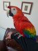 Macaw 5 Months Baby.