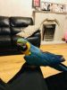 Blue And Gold Macaw Need Loving Home